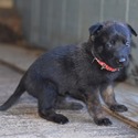 Red Female Belgian Malinois Puppy - a Belgian Malinois puppy