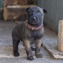 Brown Male Belgian Malinois Puppy - a Belgian Malinois puppy