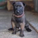 Brown Male Belgian Malinois Puppy - a Belgian Malinois puppy