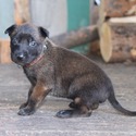 Brown Male Belgian Malinois Puppy - a Belgian Malinois puppy