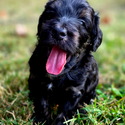 Groot - a Australian Shepherd puppy