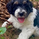 Pietro - a Australian Shepherd puppy