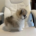 MIlo Pomeranian - a Pomeranian puppy