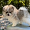 MIlo Pomeranian - a Pomeranian puppy