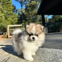 MIlo Pomeranian - a Pomeranian puppy