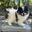 Scott Pomeranian - a Pomeranian puppy