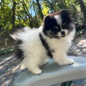 Scott Pomeranian - a Pomeranian puppy