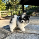 Scott Pomeranian - a Pomeranian puppy