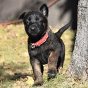 Red Female Belgian Malinois Puppy - a Belgian Malinois puppy