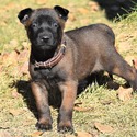 Brown Male Belgian Malinois Puppy - a Belgian Malinois puppy