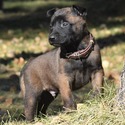 Brown Male Belgian Malinois Puppy - a Belgian Malinois puppy