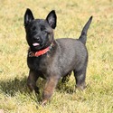 Red Female Belgian Malinois Puppy - a Belgian Malinois puppy