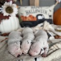 BWD Litter - a Dalmatian puppy