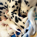 BWD Litter - a Dalmatian puppy