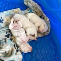 BWD Litter - a Dalmatian puppy