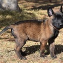 Males/Females Belgian malinois Puppies - a Belgian Malinois puppy