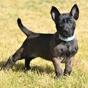 Males/Females Belgian malinois Puppies - a Belgian Malinois puppy