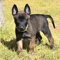 Males/Females Belgian malinois Puppies - a Belgian Malinois puppy
