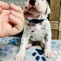 Blue Collar Male - a Dalmatian puppy