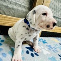 Breed Winner Dalmatians owned by Breed Winner Dalmatians