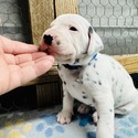 Blue Collar Male - a Dalmatian puppy