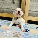 Yellow Collar Male - a Dalmatian puppy