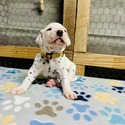 Dalmatian for sale