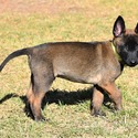 Belgian Malinois for sale