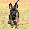 Red Female Belgian Malinois Puppy - a Belgian Malinois puppy