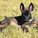 Red Female Belgian Malinois Puppy - a Belgian Malinois puppy