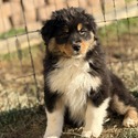 Australian Shepherd for sale