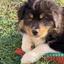 Socks - a Australian Shepherd puppy