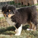 Socks - a Australian Shepherd puppy