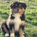 Boots - a Australian Shepherd puppy