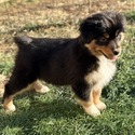 Boots - a Australian Shepherd puppy
