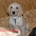 F1 Labradoodle - a Labradoodle puppy