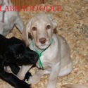 F1 Labradoodle - a Labradoodle puppy