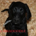 F1 Labradoodle - a Labradoodle puppy