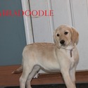 F1 Labradoodle - a Labrador Retriever puppy