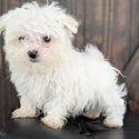 Baxter - a Maltese puppy