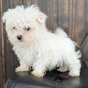 Baxter - a Maltese puppy