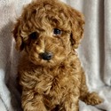 Oren - a Poodle puppy