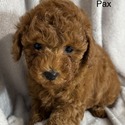 Pax - a Poodle puppy