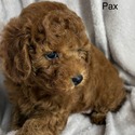 Pax - a Poodle puppy