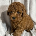 Pax - a Poodle puppy