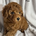 Pax - a Poodle puppy