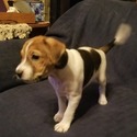 Bruno - a Jack Russell Terrier puppy