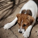 Bruno - a Jack Russell Terrier puppy
