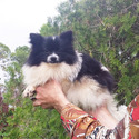 Pomeranian for sale