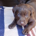 AKC Champion Bloodline Labrador Retriever Puppies! - a Labrador Retriever puppy